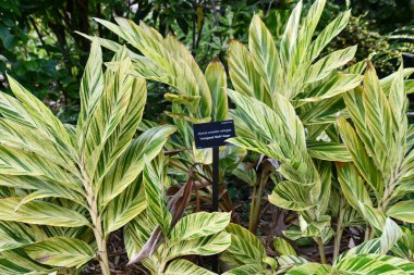 GRAND CAYMAN, CAYMAN ISLANDS - FEB 21: Variegated Shell Ginger at Queen Elizabeth II Botanic Park on the North Side of Grand Cayman in the Cayman Islands, as seen on Feb 21, 2022.
