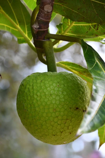 Frutas Pão Penduradas Uma Árvore — Fotografia de Stock
