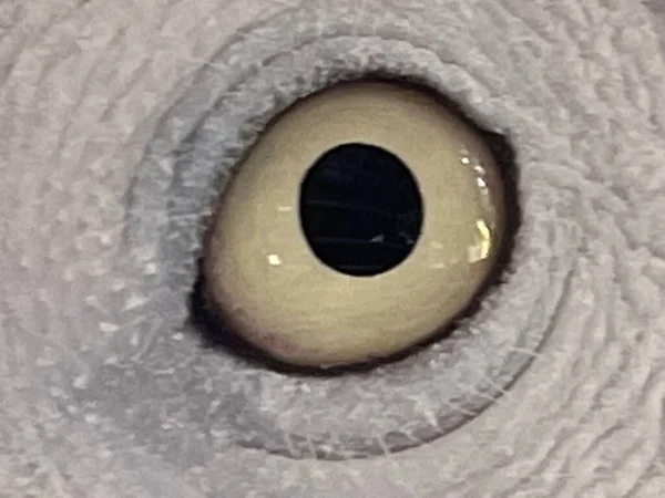 Eye of African Grey Parrot