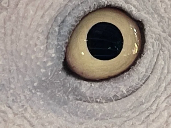 Eye of African Grey Parrot