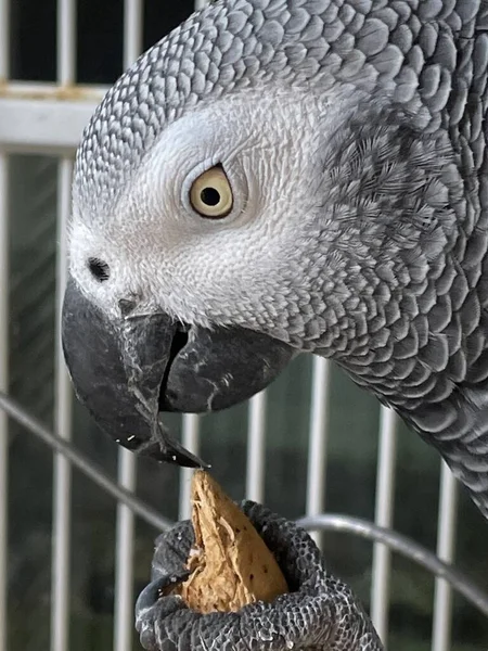 Closeup African Grey Parrot — Stok Foto