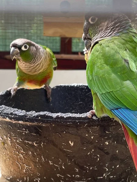 Pretty Little Cayman Parrot — Stock Photo, Image