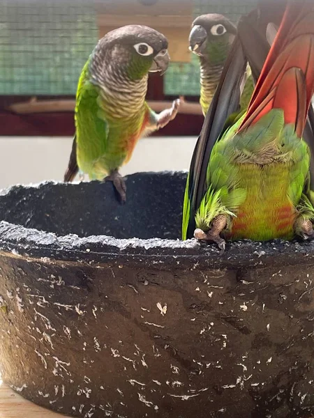 Bonito Pequeño Loro Caimán —  Fotos de Stock