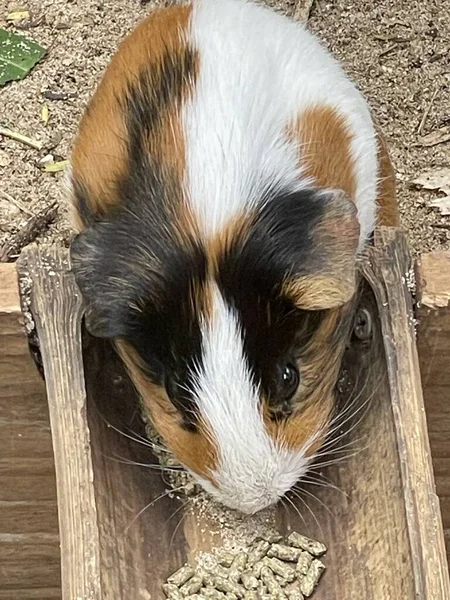 Una Pequeña Mascota Cerdo Guinea — Foto de Stock