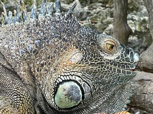 Piccolo Animale Domestico Iguana — Foto Stock