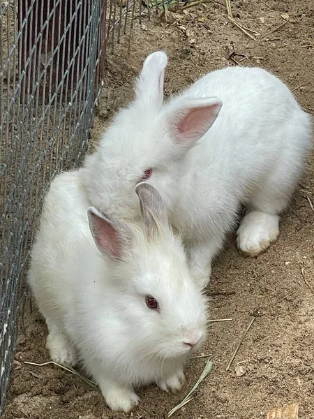 Carino Piccolo Coniglietto Bianco Animali Domestici — Foto Stock