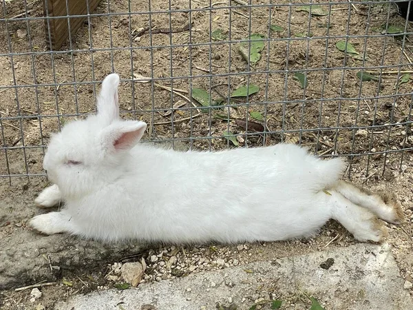 かわいい白いウサギのペット — ストック写真