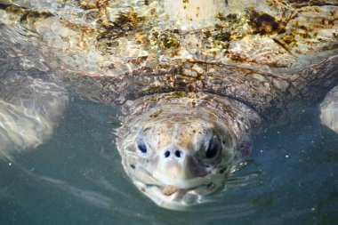 Feeding Turtle in Water
