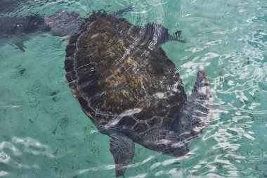 Sudaki Kaplumbağanın Yakın Çekimi