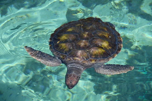 Zbliżenie Żółwia Wodzie — Zdjęcie stockowe