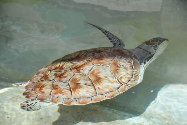 Primer Plano Una Tortuga Agua — Foto de Stock