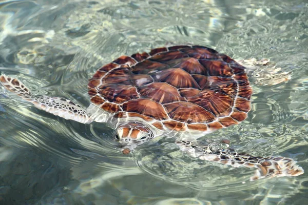 Primer Plano Una Tortuga Agua — Foto de Stock