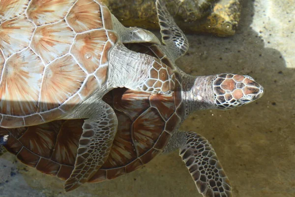 Primer Plano Una Tortuga Agua — Foto de Stock