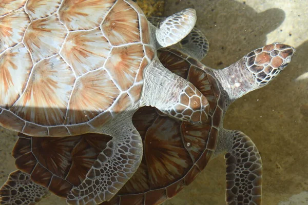 Nahaufnahme Einer Schildkröte Wasser — Stockfoto