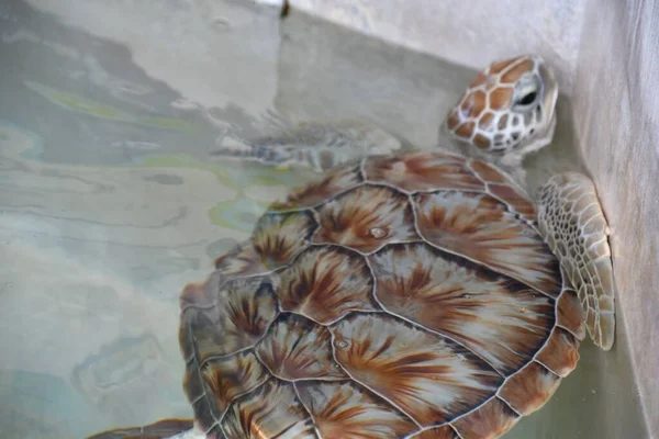 Sudaki Kaplumbağanın Yakın Çekimi — Stok fotoğraf