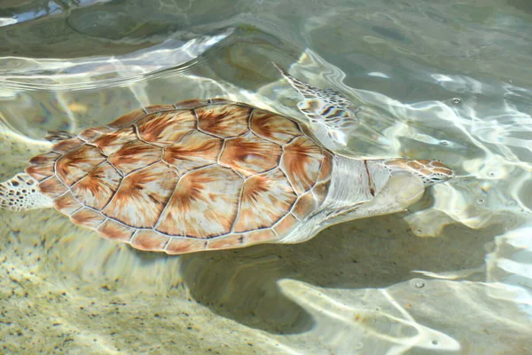 Primer Plano Una Tortuga Agua — Foto de Stock