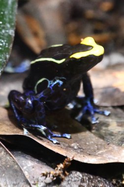 Küçük bir Zehirli Dart Kurbağası