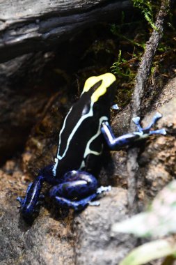 Küçük bir Zehirli Dart Kurbağası