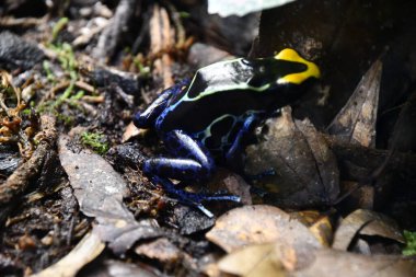 Küçük bir Zehirli Dart Kurbağası