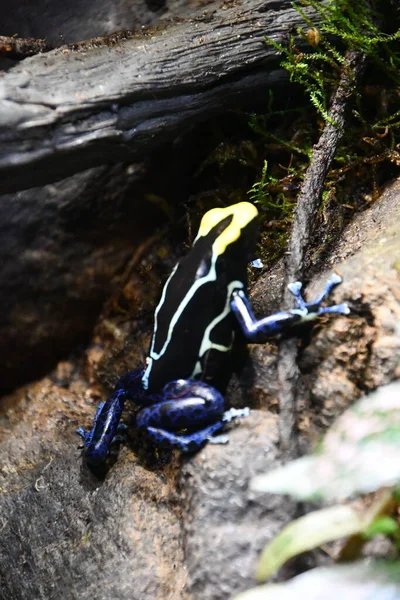 Little Poison Dart Frog — Stock Photo, Image