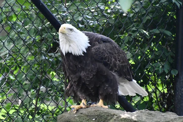 Bald Eagle Cage — Stock Photo, Image