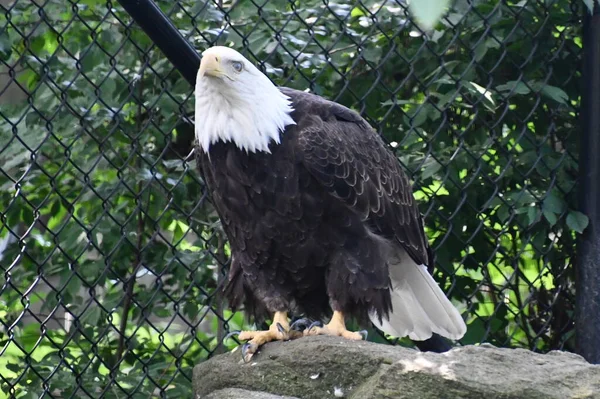 Bald Eagle Cage — Stock Photo, Image