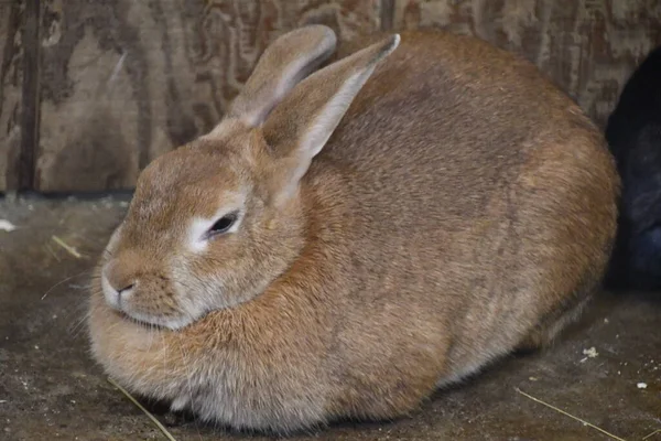 Небольшой Симпатичный Коричневый Кролик — стоковое фото