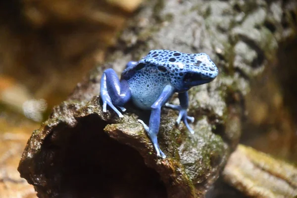 A Little Poison Dart Frog