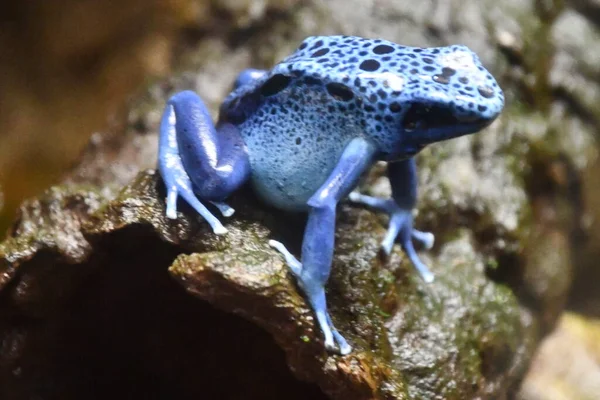 Little Poison Dart Frog — Stock Photo, Image