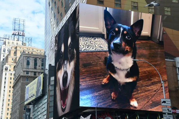 New York Sep Times Square Manhattanu Jak Vidět Září 2021 — Stock fotografie