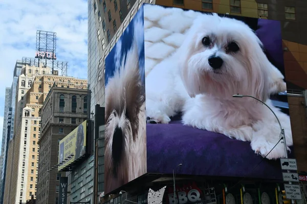 Sep Times Square 에서는 2021 수있는 맨해튼에서 브로드웨이 애니메이션 Led — 스톡 사진