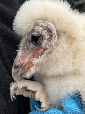 Çiftlikteki Bebek Ahır Baykuşu