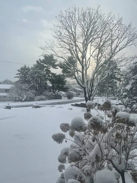 Winter Snowy Day Connecticut — Stockfoto