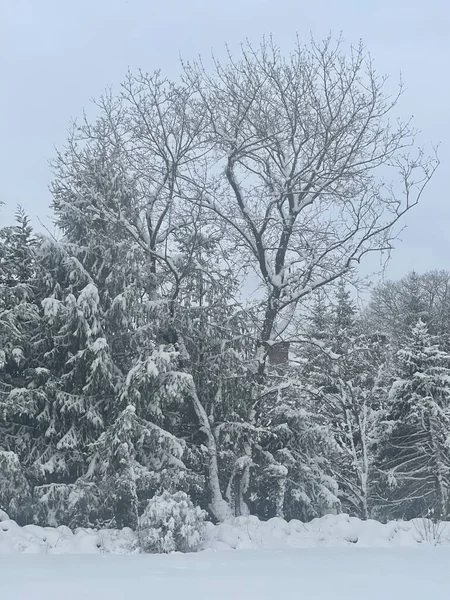 Winter Snowy Day Connecticut — Stockfoto