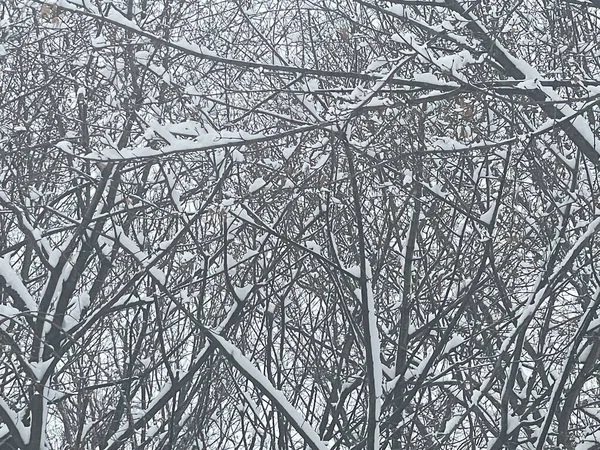 Zimní Sněhový Den Connecticutu — Stock fotografie