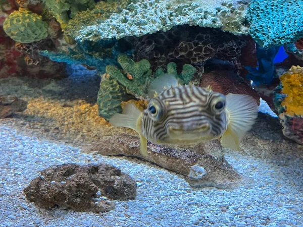 Burrfish Rayado Agua —  Fotos de Stock