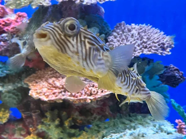 Striped Burrfish Water — Stockfoto