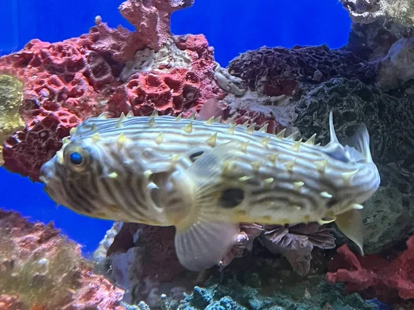 Striped Burrfish Water — Foto Stock