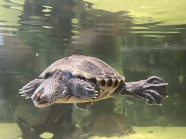 Schildkröte Schwimmt Wasser — Stockfoto