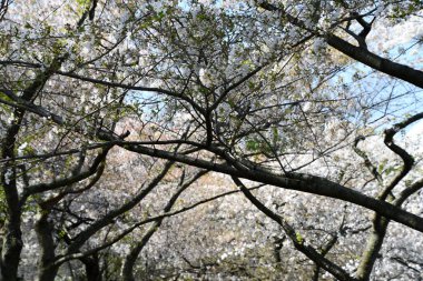 WASHINGTON DC - 4 Nisan 2021 'de Washington DC' de gelgit havzası boyunca kiraz ağaçları görüldü..
