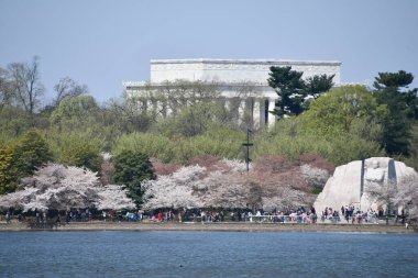 WASHINGTON DC - 4 Nisan 2021 'de Washington DC' de gelgit havzası boyunca kiraz ağaçları görüldü..