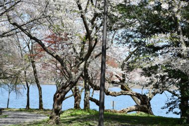 WASHINGTON DC - 4 Nisan 2021 'de Washington DC' de gelgit havzası boyunca kiraz ağaçları görüldü..