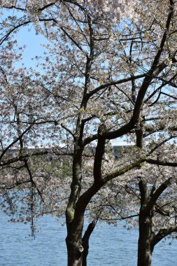 WASHINGTON DC - 4 Nisan 2021 'de Washington DC' de gelgit havzası boyunca kiraz ağaçları görüldü..