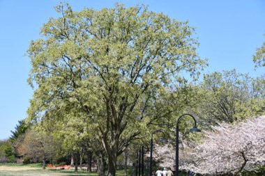 WASHINGTON DC - 4 Nisan 2021 'de Washington DC' de gelgit havzası boyunca kiraz ağaçları görüldü..