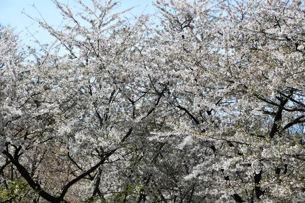 Washington Apr Třešňové Květy Přílivové Nádrži Washingtonu Jak Vidět Dubna — Stock fotografie