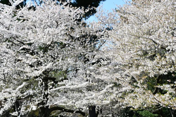 Washington Apr Cherry Blossom Trees Tidal Basin Washington Seen April — Stock Photo, Image