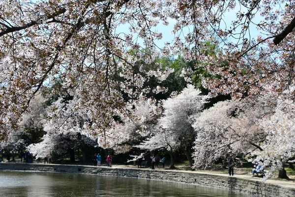 Washington Apr 2021年4月4日に見られるように ワシントンDcの潮流域に沿った桜の木 — ストック写真