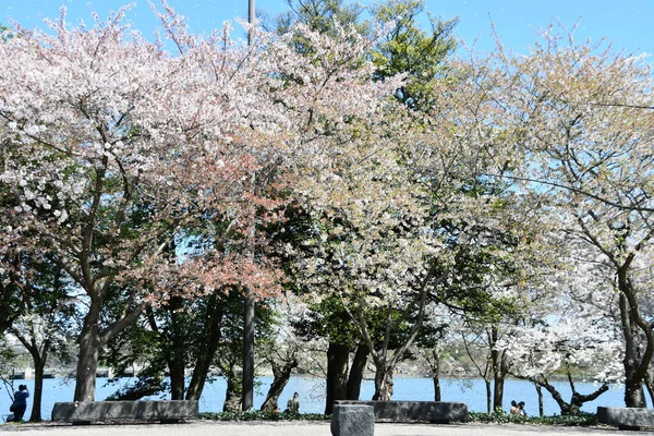 Washington Apr 2021年4月4日に見られるように ワシントンDcの潮流域に沿った桜の木 — ストック写真