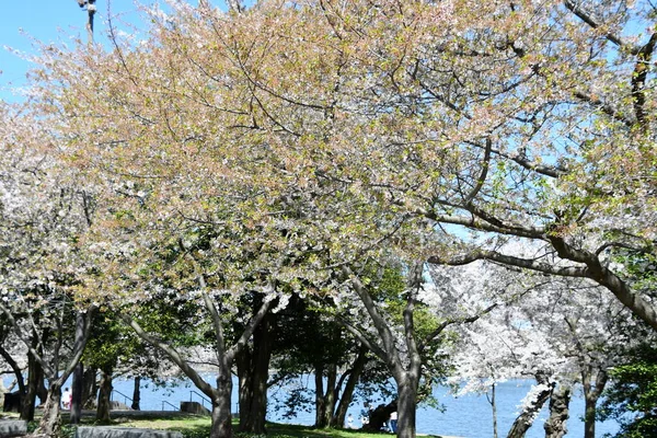 Washington Apr Körsbärsträd Längs Tidvattnet Washington Sett Den April 2021 — Stockfoto