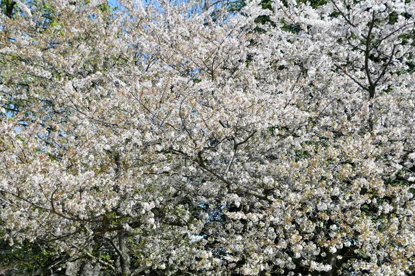 Washington Apr Alberi Ciliegio Lungo Bacino Marea Washington Come Visto — Foto Stock